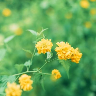 元素大天使官方版下载